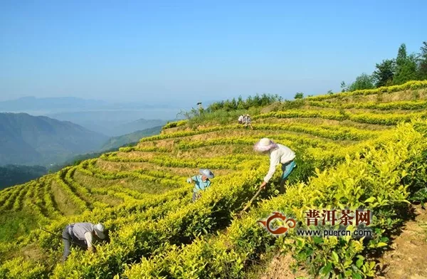 黄金芽变“黄金”！宜宾高县“品”出不一样的茶产业