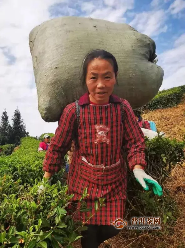 中英茶企助推贵州茶更好走向世界