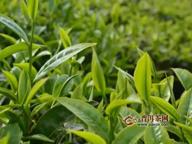 “北茶36”海青茶树新品种通过国家品种登记