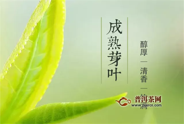 浙江茶叶的十个问题