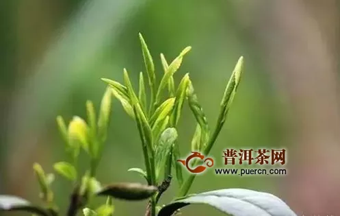 专项整治茶叶市场