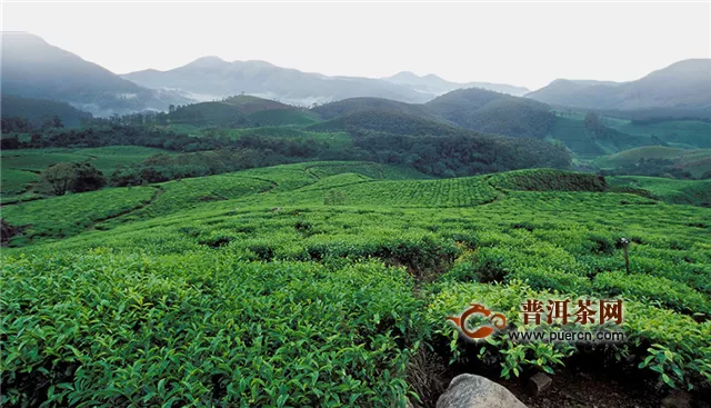 名茶碧螺春產(chǎn)于哪個地方