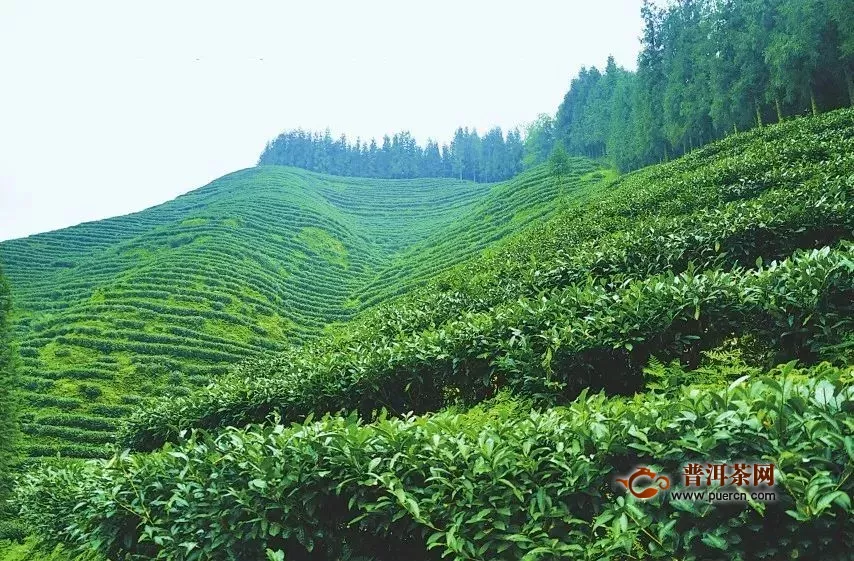 云顶茗茶依托资源优势发展茶叶生产