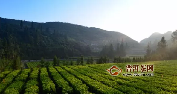 县域布局安化“茶旅文康”深度融合引领产业发展新模式