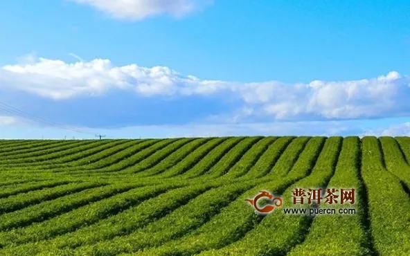 回望中国茶叶界十年，这六大现象你知道吗？