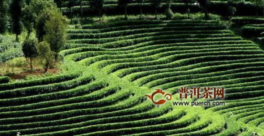 新中国成立后，我国普洱茶产业发展的历史变迁