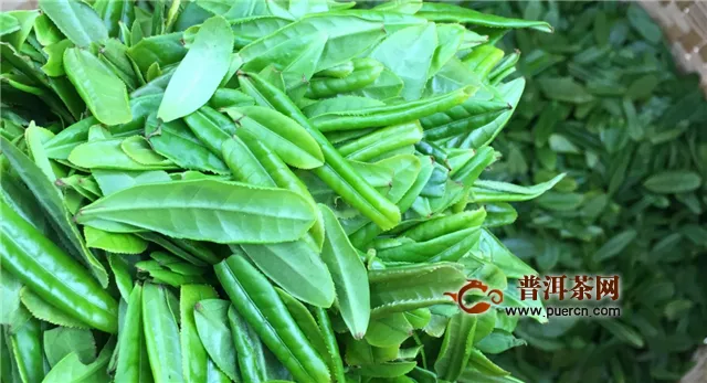 瓜片和毛尖茶哪個(gè)好