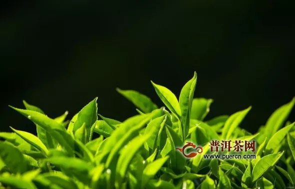 北苑贡茶，茶史上最为璀璨的一页