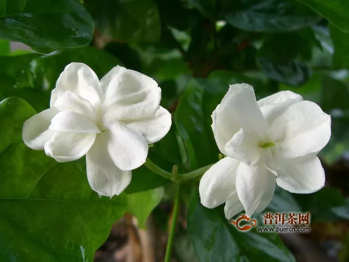 喝茉莉綠茶的好處