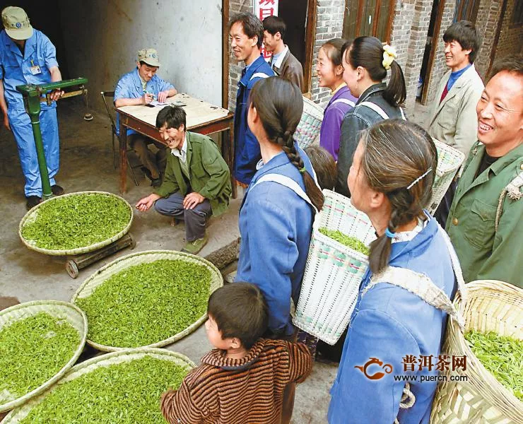 千亿茶产业强省建设按下快进键