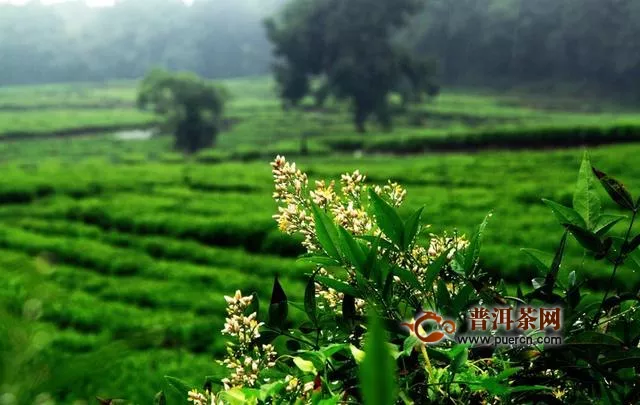 四川茶产业力争2020年综合产值突破900亿元