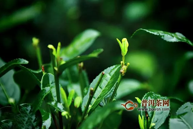 巴南茶产业助农增收