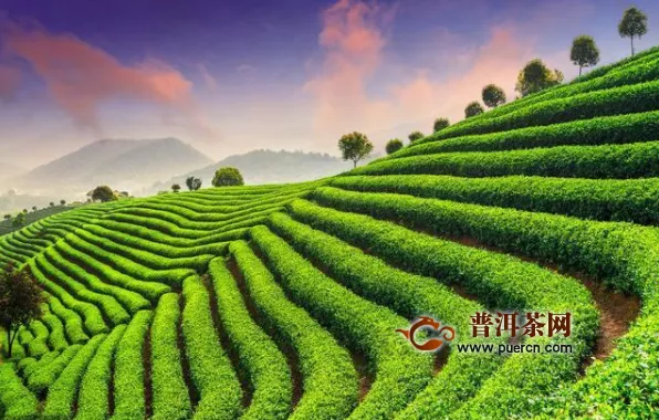 白茶成为当下茶行业的最大风口之一