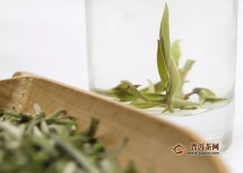 白毫银针属于普洱茶吗