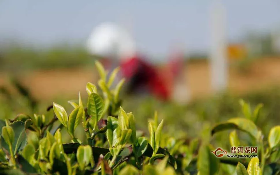 日照绿茶核心产区