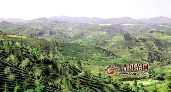 普洱市的万亩茶园带动经济发展