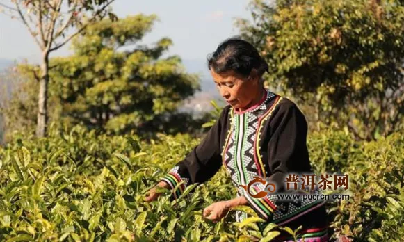 普洱市的万亩茶园带动经济发展
