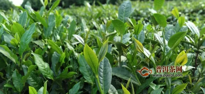 丹寨：立足生态种茶叶激发产业新活力