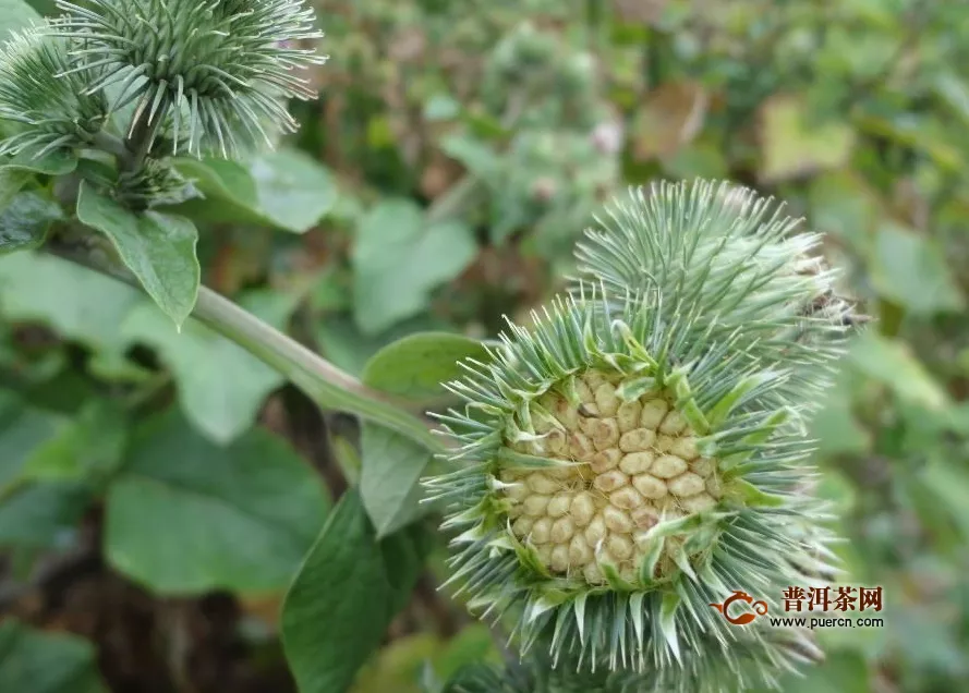 黄金牛蒡茶是什么茶