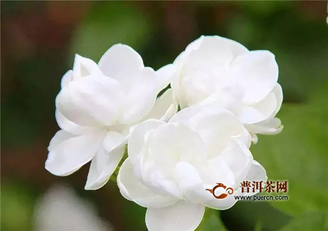 泡茉莉茶有什么好處？