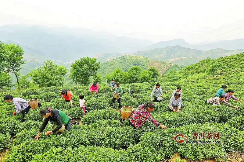 山阳县发展茶叶产业带贫增收调查