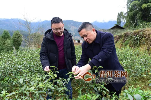 石柱黄鹤镇激活“沉睡”土地资源 打造茶叶特色产业
