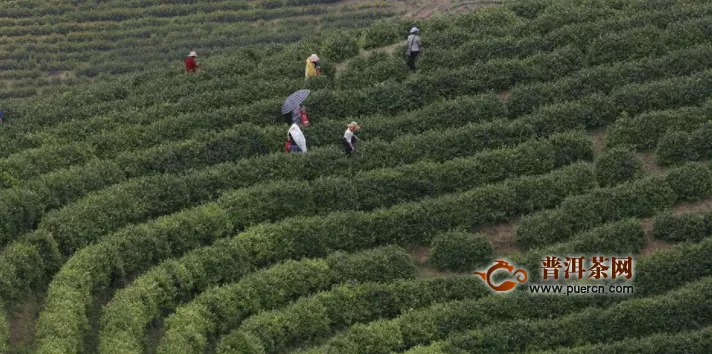 重庆万州区茶叶种植初见成效