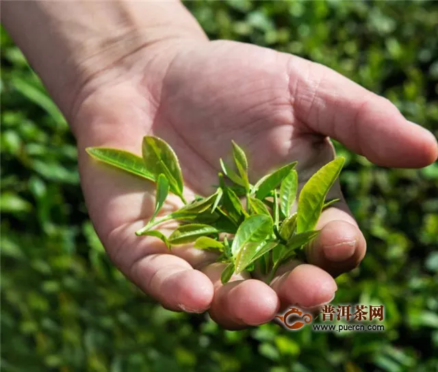 雨花茶的來(lái)歷