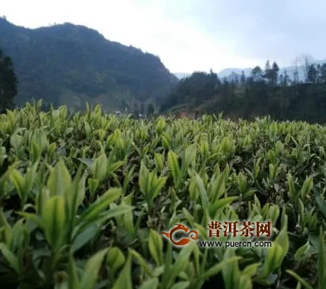 山阳发展茶叶产业 点“茶”成金荒山建起“绿色银行”