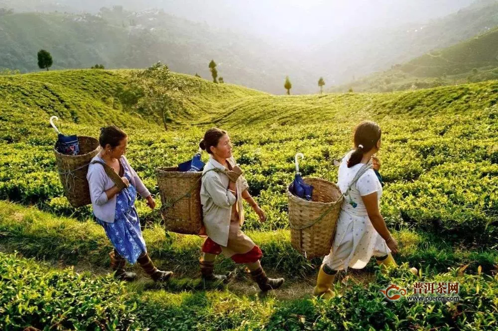 中国红茶曾经引发了两场战争，为何最后还是被放弃？