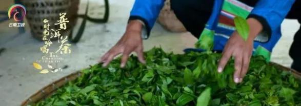 云南卫视：《普洱茶——时光在吟唱》