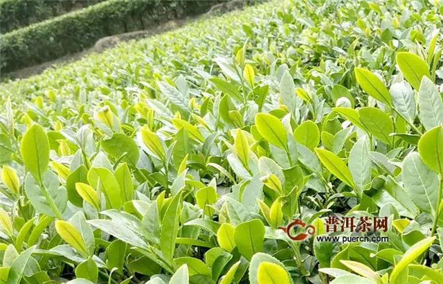 福鼎白茶有哪幾個(gè)山頭