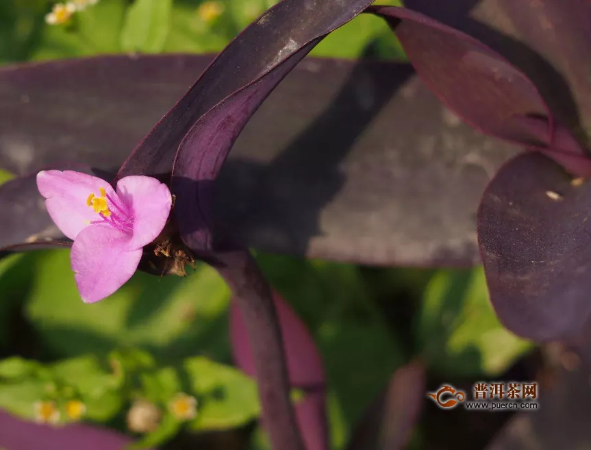 紫罗兰花可以直接泡茶吗