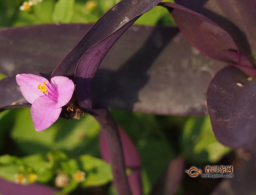 紫羅蘭花可以直接泡茶嗎