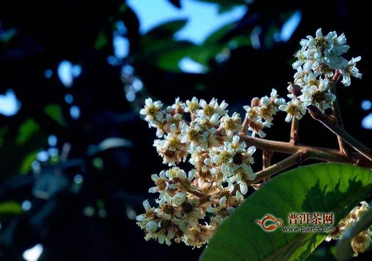 孕婦能不能喝枇杷花茶