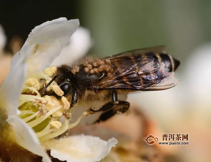 干枇杷花多少錢一斤