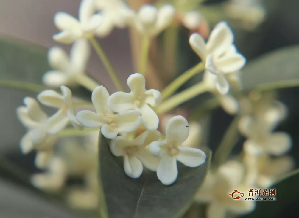 桂花的外形特点