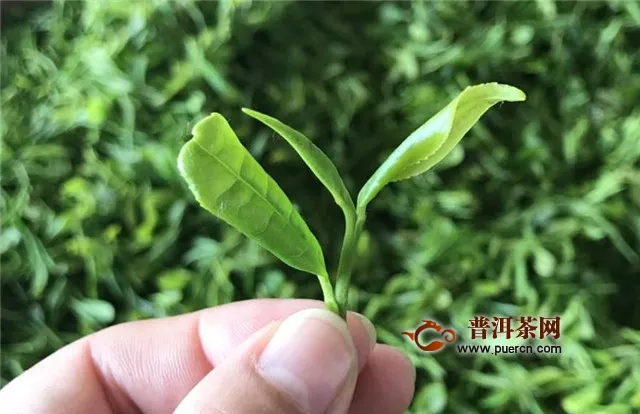 嶗山綠茶屬于什么茶？是綠茶無疑