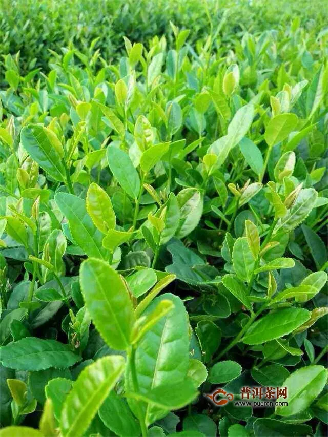 崂山绿茶是什么品种？