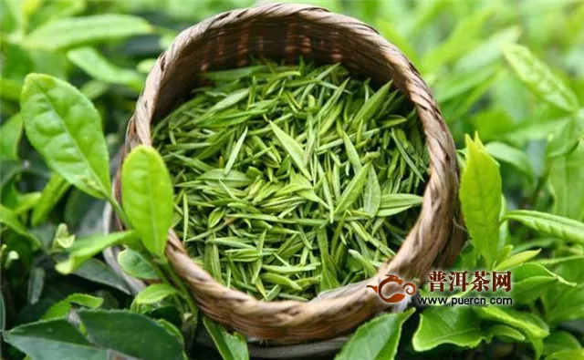 岳西翠兰茶属于什么茶？绿茶