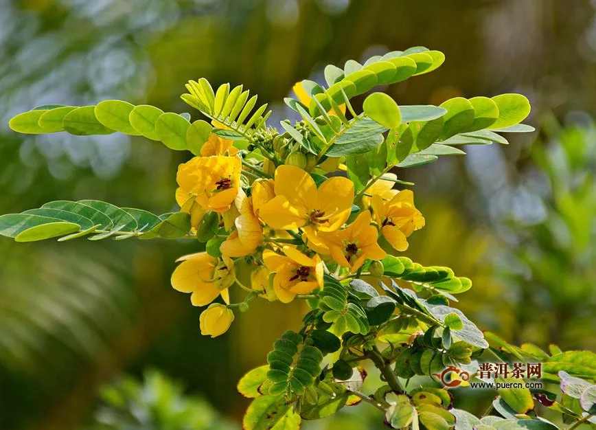 決明子泡水喝竟有6個(gè)害處