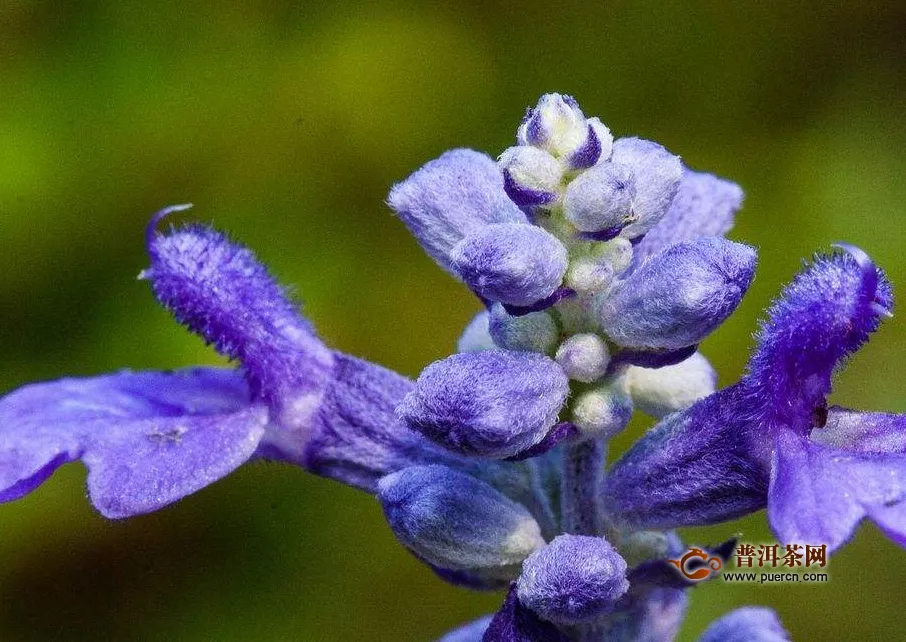 薰衣草花茶上火嗎