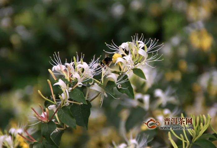 金銀花茶刺激胃嗎