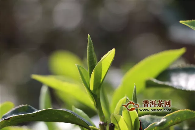 疫情防控与春茶生产，请看这10个问题和应对措施建议！
