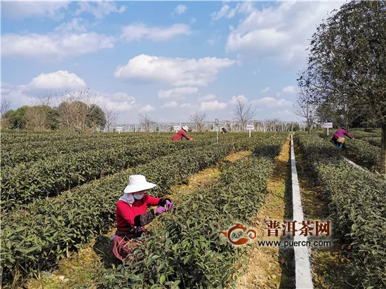雅安名山：蒙顶山茶开采，2月20日大面积上市