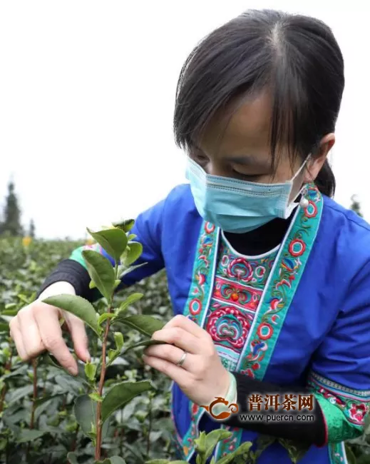 廣西三江：春到侗鄉(xiāng)茶飄香