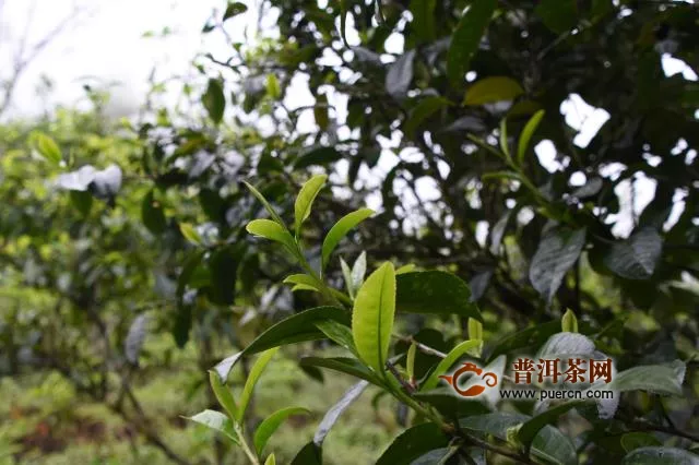 2020年云南普洱茶古树茶春茶价格行情预测，疫情对普洱茶的影响！