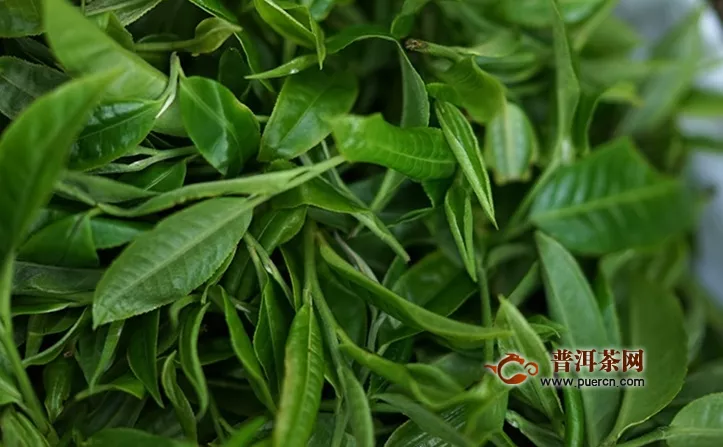 今年蠻磚古樹春茶的價(jià)格是多少