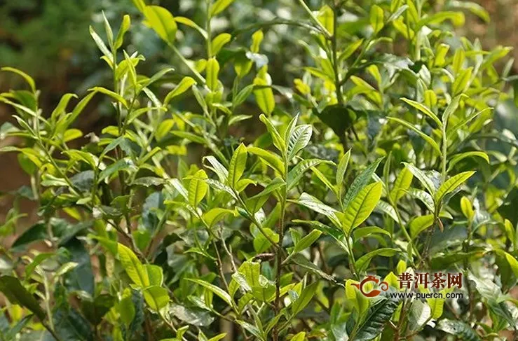 帕沙古树春茶2020年价格预测
