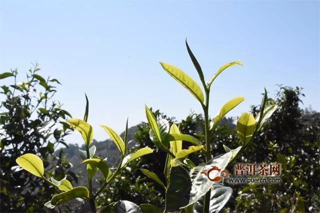 西双版纳茶区新八大茶山2020年春茶价格预测